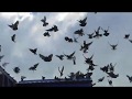 Тренировки голубят  на Марганецком голубедроме28  05 22020