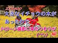 大きなイチョウの木が有ったのでドローン撮影に来たのですが・・・まさかの😅😅　【ZZR400】【ドローン】