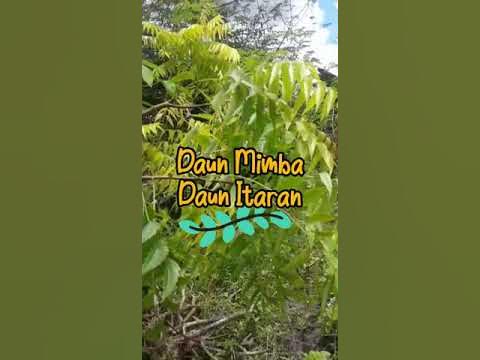 "Pahit di lidah ada khabar manis manfaat" - Menjaga kesehatan mulut