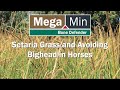 Setaria Grass and Avoiding Bighead in Horses