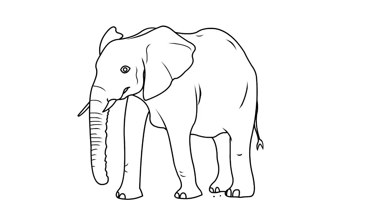 Learn to Draw An Elephant on a Whiteboard - YouTube