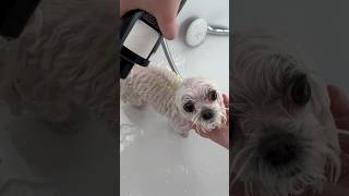 Maltese dog bathing #maltesedog #maltese #dog #bathing #spa #dogspa #shorts #bath