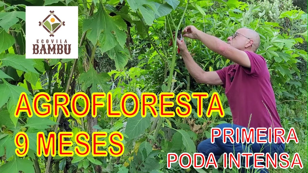 AGROFLORESTA - 9 meses de implantação - Primeiro manejo drástico com poda