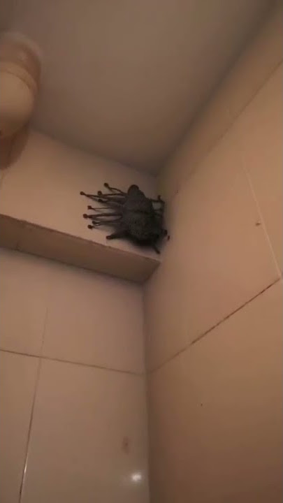 What is this Bug??. Weird and mysterious, said seen in Hospital Keningau.