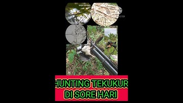 #huntergamprit BERBURU TEKUKUR DI SORE HARI