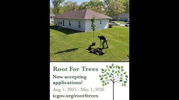 Iowa City Update: Root for Trees