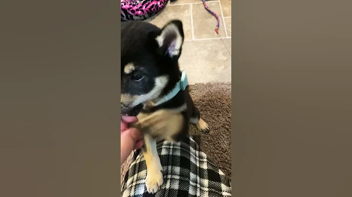 Teaching My Shiba Tricks