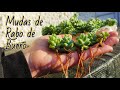 Mudas de Rabo de Burro na água. Como fazer muda da suculenta Sedum Burrito ou Suculenta Dedo de Moça