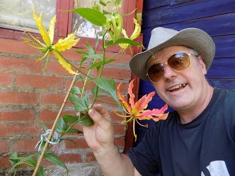 Wideo: Climbing Lily Care - jak uprawiać lilie Gloriosa