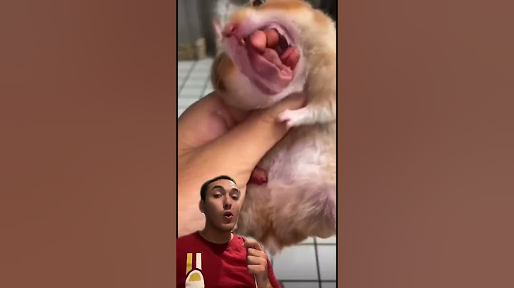 Su hamster se estaba ahogando!!! 😱