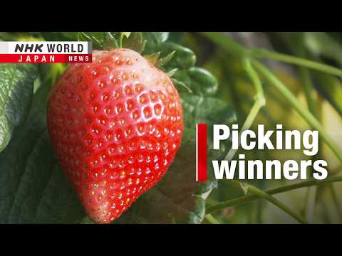 Japanese strawberries find sweet spot overseasーNHK WORLD-JAPAN NEWS