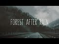 Forest After Rain | Beautiful Chillstep Mix