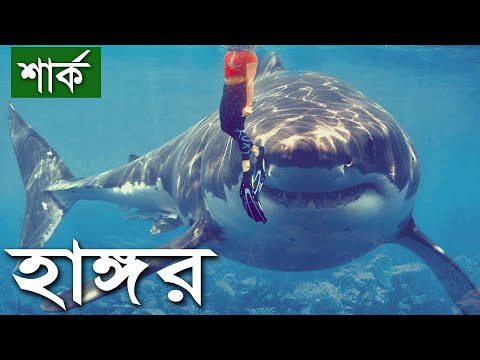 ভিডিও: নদীতে কি হাঙর আছে?