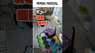 집냥이라 다행이다.