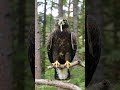 I wish you to be as fast, accurate and ruthless as an eagle #animal #funny #eagles #smoke #smocking