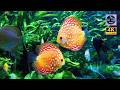 4K Underwater Escape: 1 Hour of Calming Piano Music for Deep Sleeping &amp; Relaxation