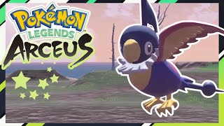 Live Shiny Chatot Pokemon Legends Arceus