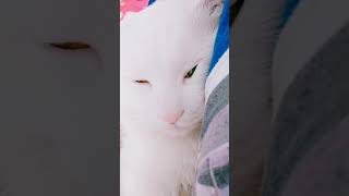 Cats Are So Funny You Will Die Laughing 1957