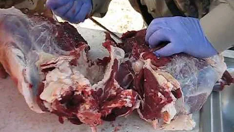 Larry Hassell removes the hams from the pelvis of ...