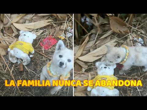 Video: Luto por la pérdida de sus cachorros, el perro de rescate encuentra comodidad con juguetes de peluche