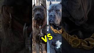 Cane Corso vs presa canario what's the real difference?