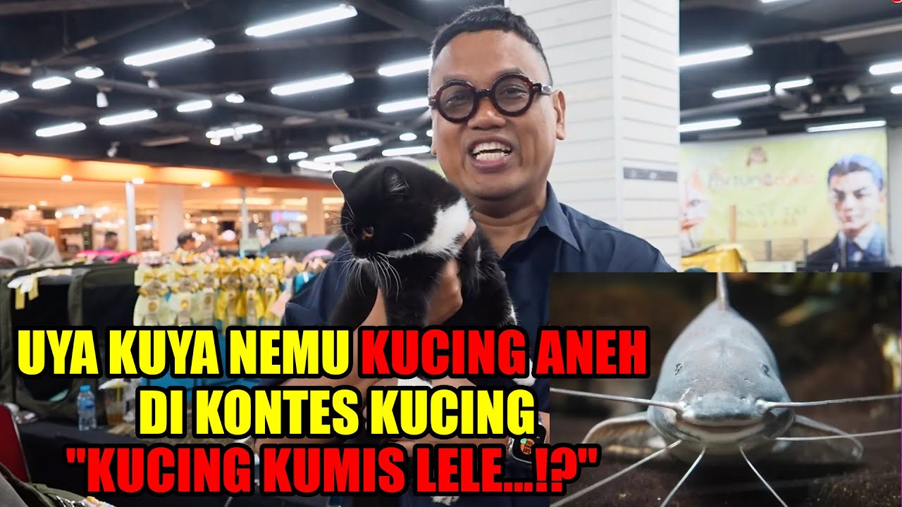 Kucing Uya Kuya Sapu Bersih penghargaan di Fortune Cookie International Cat Show