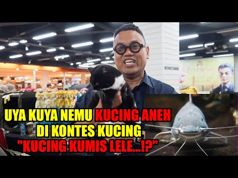 Kucing Uya Kuya Sapu Bersih penghargaan di Fortune Cookie International Cat Show