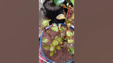Alternanthera Bettzickiana Best Time For Multipl Shorts 