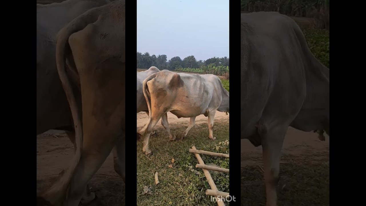 красивая природа деревня милые животные корова буйвол птица и кошка 