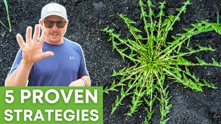 5 Ways to Keep Weeds from Ruining Your Garden by Lazy Dog Farm 9,141 views 1 month ago 10 minutes, 1 second