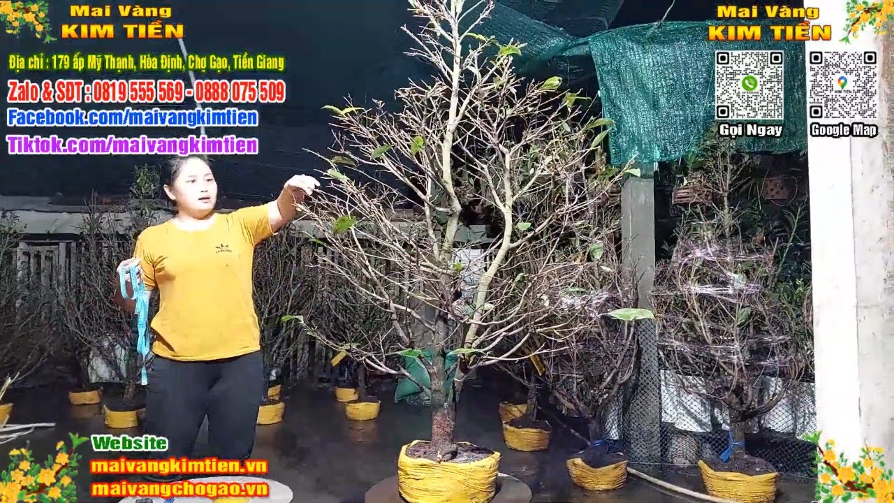 Phôi Mai Thủ Đức Giá Rẻ Bao Ship Bao Sống Toàn Quốc - Mai Vàng Kim Tiền Chợ Gạo