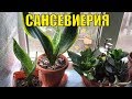 Сансевиерия. Уход и размножение.