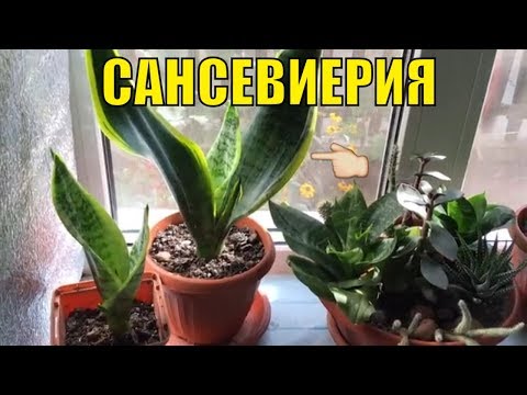 Video: Sansevieria: Hvordan Man Plejer?