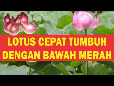 Video: Bagaimana Cara Menanam Teratai Dari Biji? 19 Foto Peraturan Pembiakan. Seperti Apa Benih? Apa Jenis Untuk Tumbuh Di Rumah?