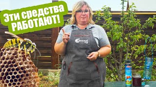 Как бороться с осами?❌Только эффективные средства!