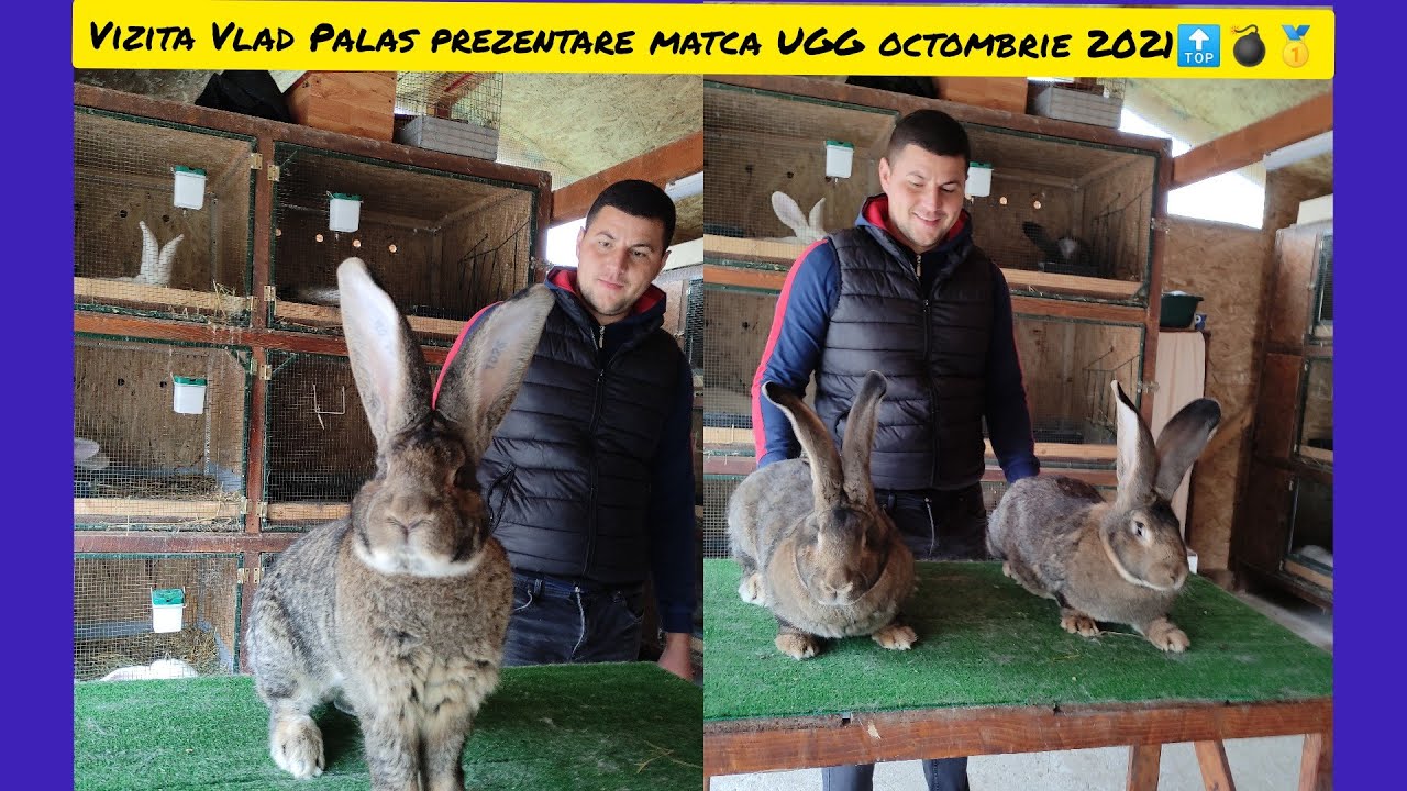 Vizita Târgoviște Vlad Palas prezentare matca uriaș german gri octombrie 2021🔝💣🥇