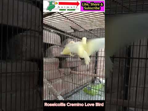 Roseicollis Cremino Love Bird || Love Bird Series #drusmanmirza #lovebirds #roseicollis#viral#shorts