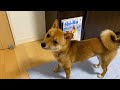 パパと戯れ方が逸脱している柴犬いちご
