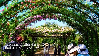 Yokohama English Garden 2024 Roses in full bloom! by Japan Travel Walk 22,760 views 2 weeks ago 22 minutes