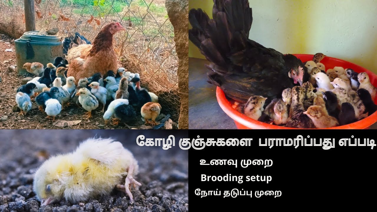 இளம்கோழி குஞ்சுகள் பராமரிப்பு |இந்த brooding தவறு chicks loss ஏற்படுத்தும் ❌