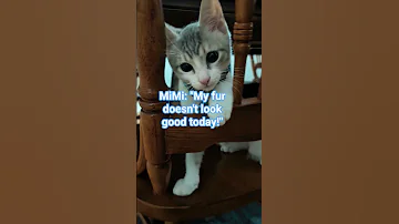 MiMi Is Camerashy Today Funnypets Animalhumor Catmood 