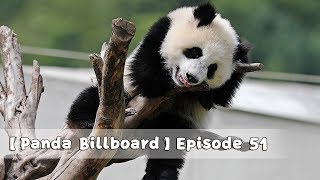 【Panda Billboard】Episode 51 | iPanda 【Panda Billboard】Episode 51 | iPanda