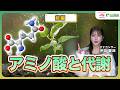 【代謝とアミノ酸:前編】代謝って何?アミノ酸から見る「植物のエンジン」