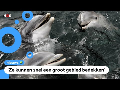 Video: Keldermeesterwerken: zelfgemaakte Sovjet-auto's