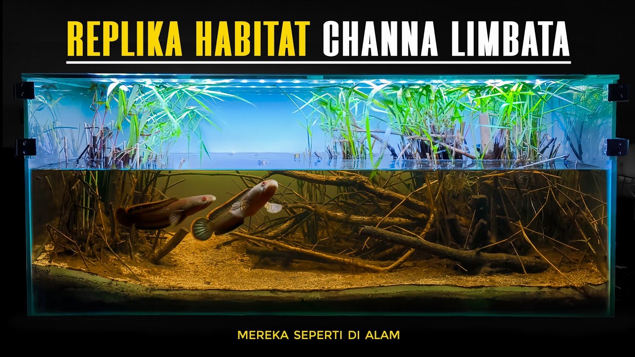 Biotope Untuk Sepasang Channa Limbata.