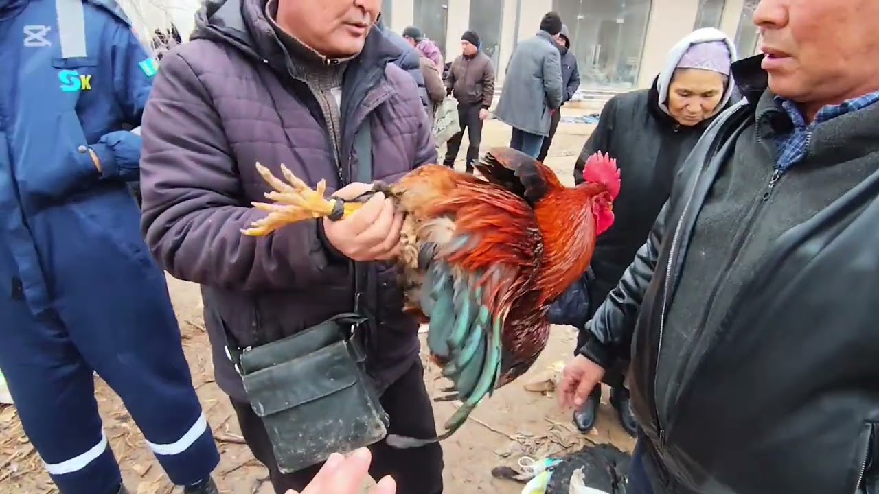 АЙТПАЙМАН БАХАСЫН 17 ЯНВАРЬ 2026 ЖЫЛ НОКИС РАЙОН ТАУЫК БАЗАР БАЛЫК БАЗАР 