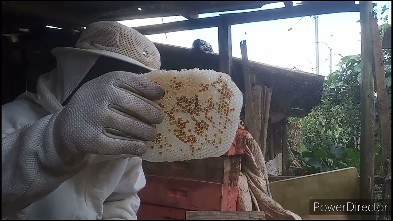 resgate de abelhas enxame entrou nas melgueiras vazia