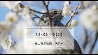Nikon - おはようにゃんこ Nikon - おはようにゃんこ Nikon - おはようにゃんこ
