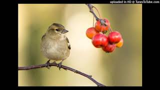 Ve Maahi Aisha Sharma - Kesari Akshay Kumar & Parineeti Chopra Arijit Singh & Asees Kaur
