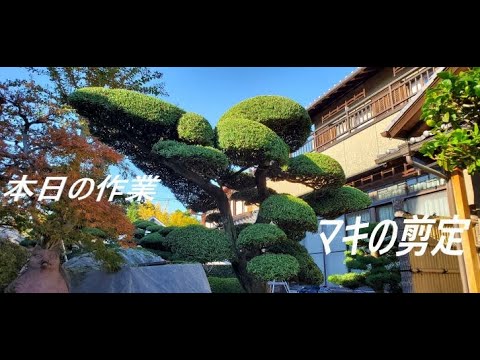 マキの剪定です 植木剪定 槇 植木屋 剪定 庭木 Gopro Japan 目線カメラ Youtube マキの剪定です 植木剪定 槇 植木屋 剪定 庭木 Gopro Japan 目線カメラ Youtube